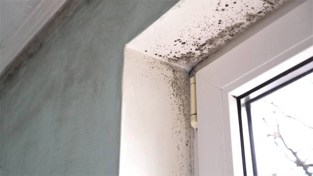 Best Asbestos and Lead Testing During Mold Inspection  in South Point, OH